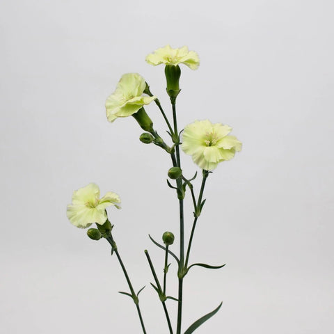 Mint Green Solomio Flower Stem