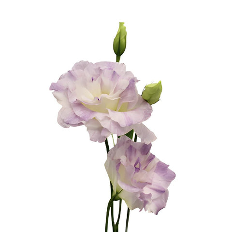 Lavender Mist Designer Lisianthus Flower