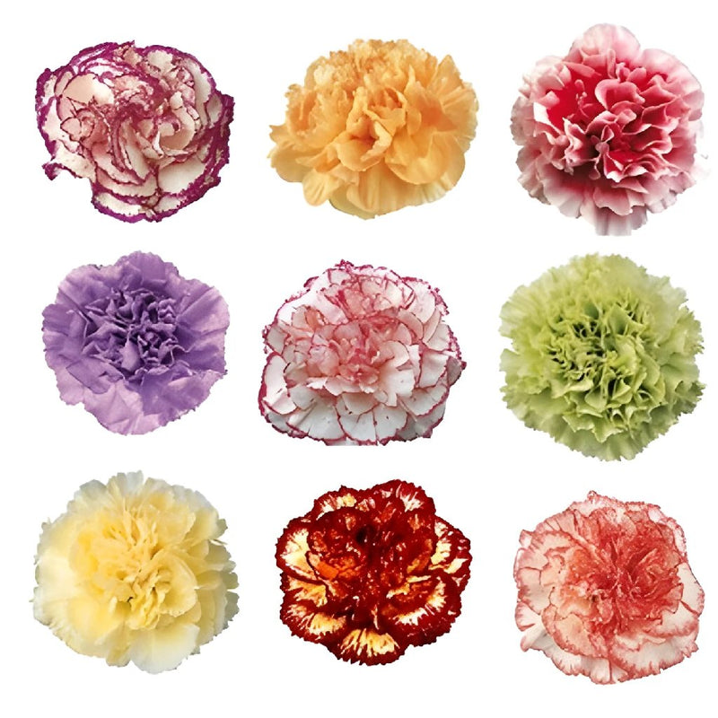 Mixed Color Carnation Flowers Express Delivery FlatLay