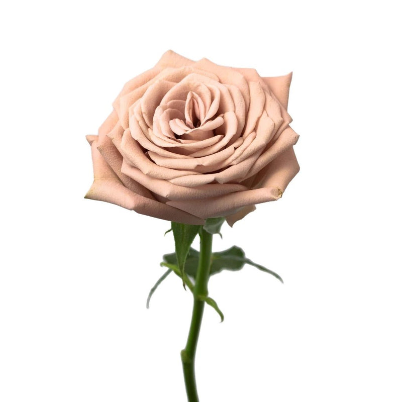 Mocca Mauve Rose Flower Stem