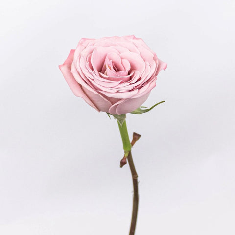  LELAMP 100ml Unique Design Rose Flower Shaped Wine