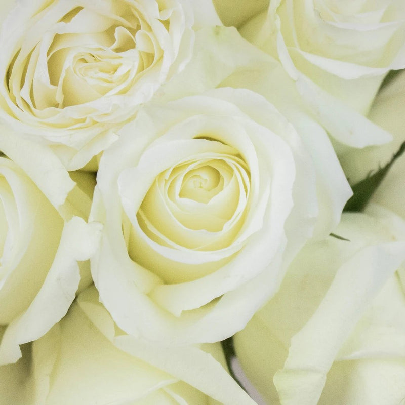 Mojito White Roses Up Close