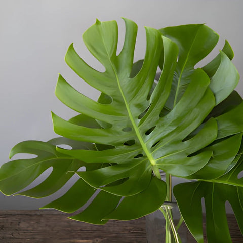 Wholesale greenery monstera leaves small sold as bulk