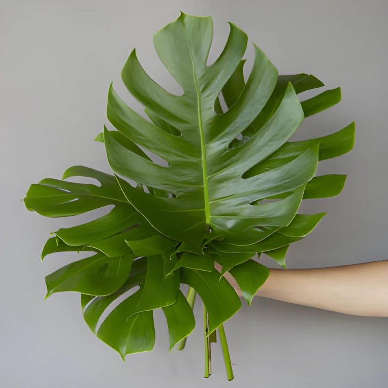 Bulk greenery monstera leaves small sold near me for delivery