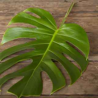 Buy Small Monstera Leaves Tropical Greenery in Bulk - FfityFlowers