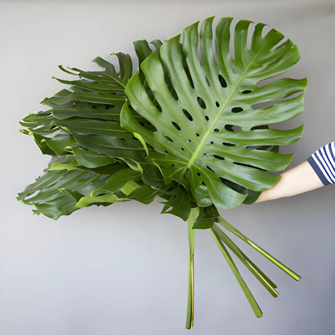 Extra Large Monstera Leaves Tropical Greenery