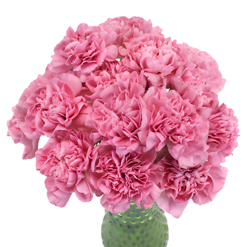 Montezuma Pink Carnation Flowers In a vase