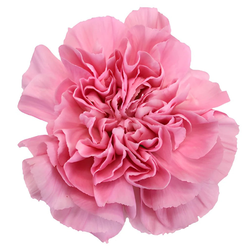 Montezuma Pink Carnations side stem