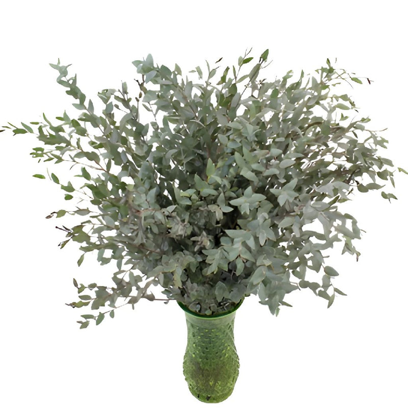 Moon Lagoon Eucalyptus Wholesale Greenery In a Vase