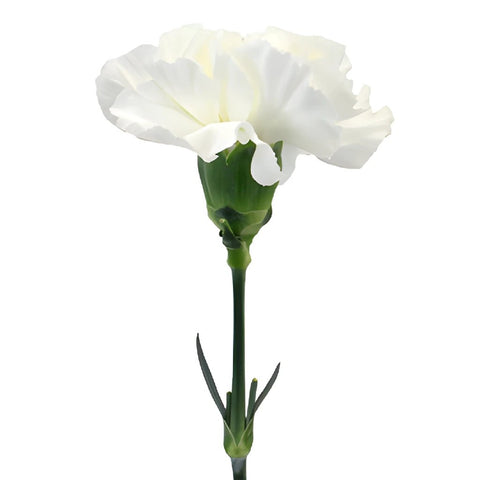 Valentines White Carnation Special