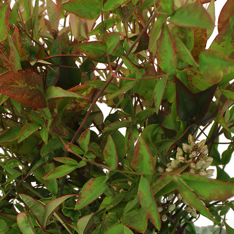 Wedding greenery nandina fall fresh cut branches with berries sold near me