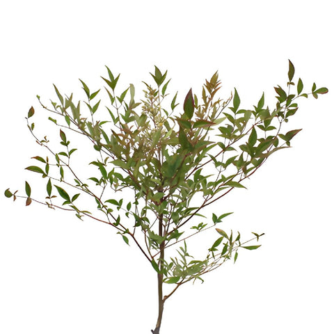 Single stem of nandina fall fresh cut branches with berries filler flowers sold for delivery