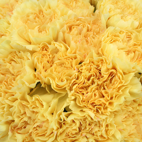Natalia Dark Yellow Wholesale Carnations Up close