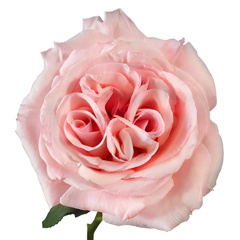Naturally Pink Garden Rose Stem