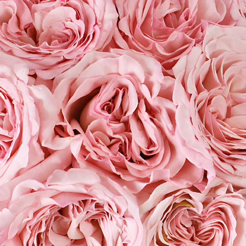 Naturally Pink Garden Roses up close