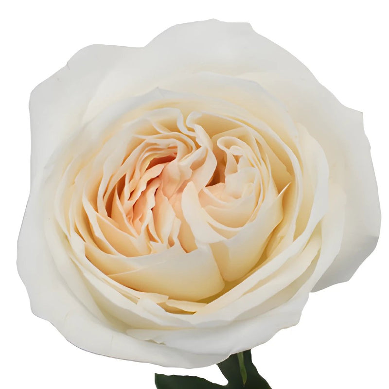 Naturally White Garden Rose Stem