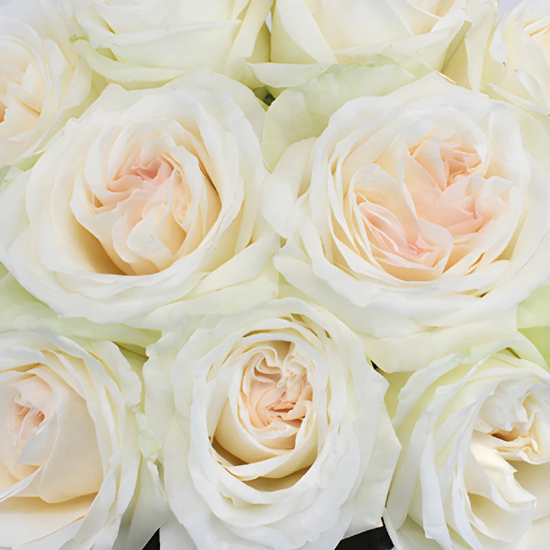 Naturally White Garden Roses up close