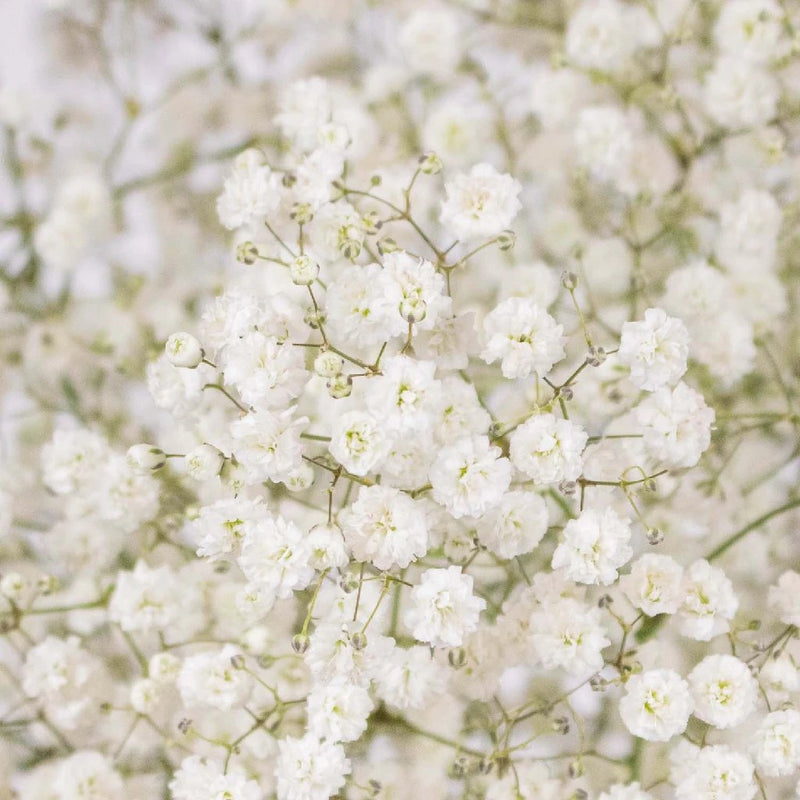 Baby's Breath White Wholesale Flower Up close