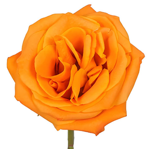 Nexus Orange Wholesale Roses Up Close