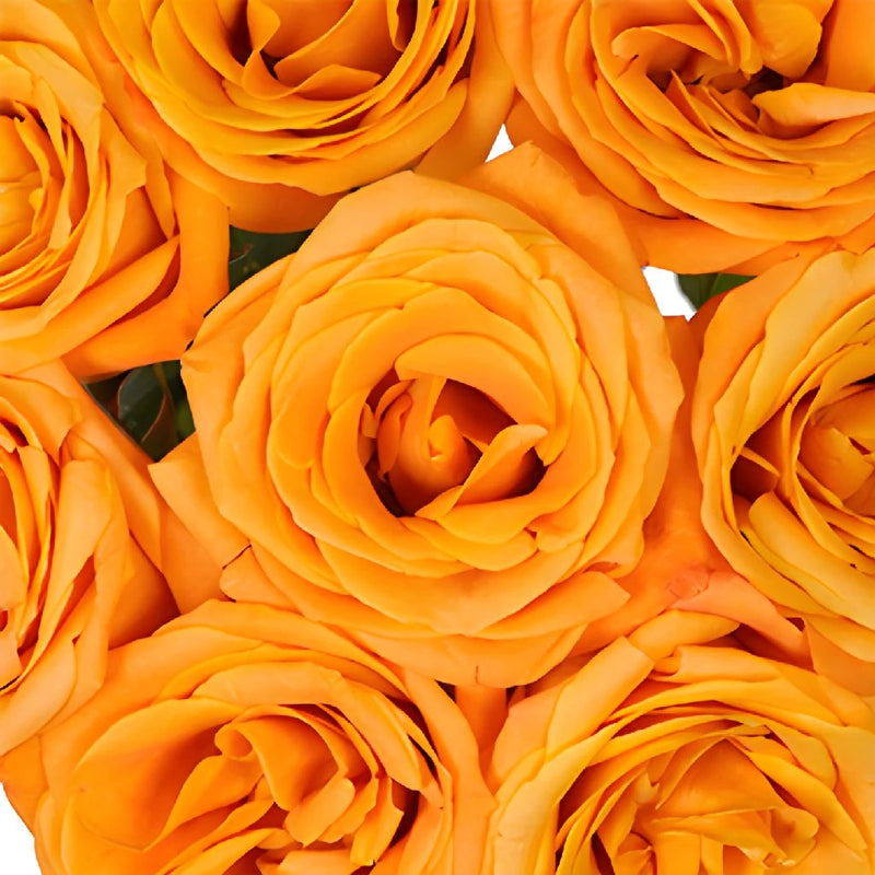 Nexus Orange Roses Up Close