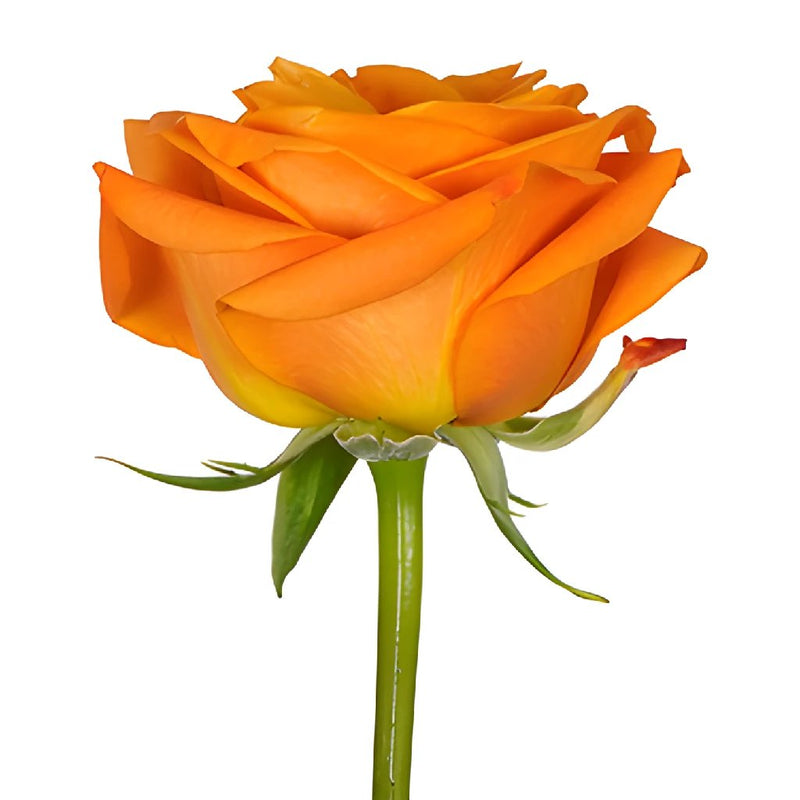 Nexus Orange Rose Stem