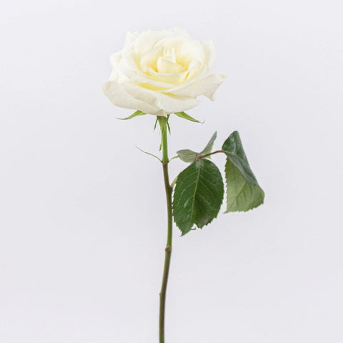 Nieve Ivory Rose Stem