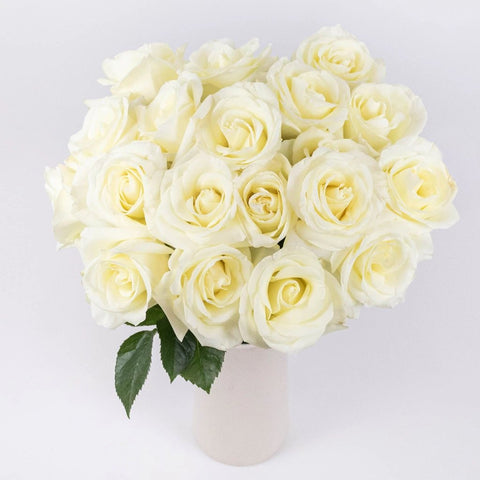 Nieve Creamy Ivory Roses in Vase