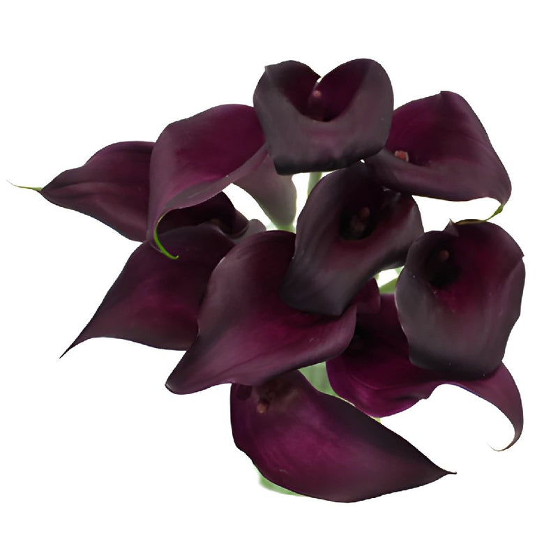 Dark Eggplant Mini Calla Lily Flower