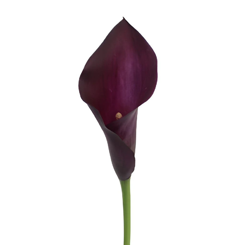 Dark Eggplant Mini Calla Lily Flower