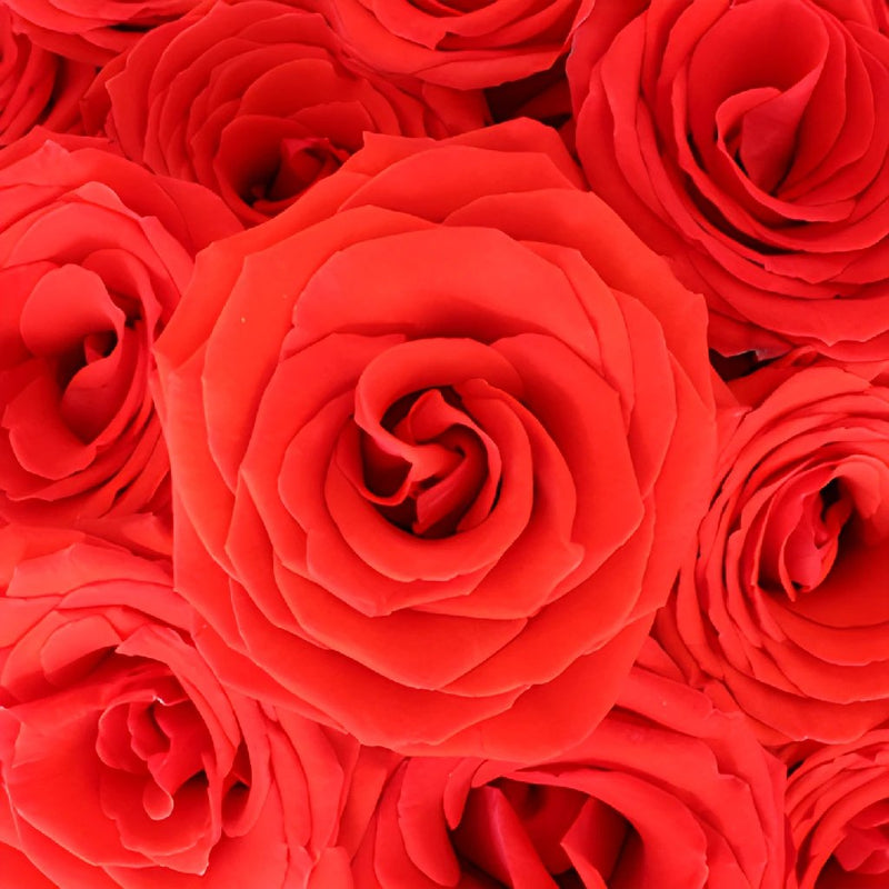 Ninas Love Red Rose