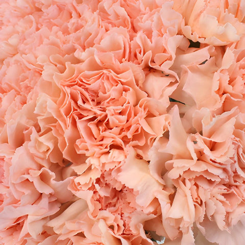 Novia Peach Wholesale Carnations Up close