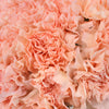 Hint of Peach Carnation Flowers