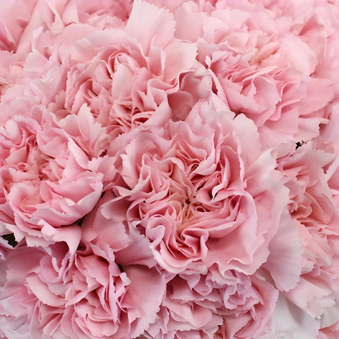 Soft Pink Fresh Carnation Flowers for Mothers Day