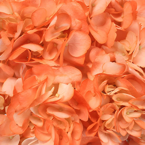 Orange Airbrushed Hydrangea Flower Up Close