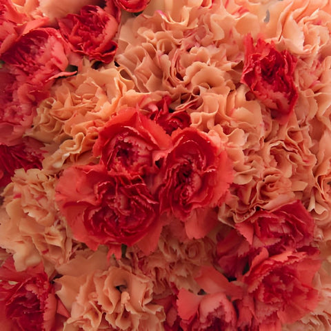 Orange Craze Wholesale Carnations Up close