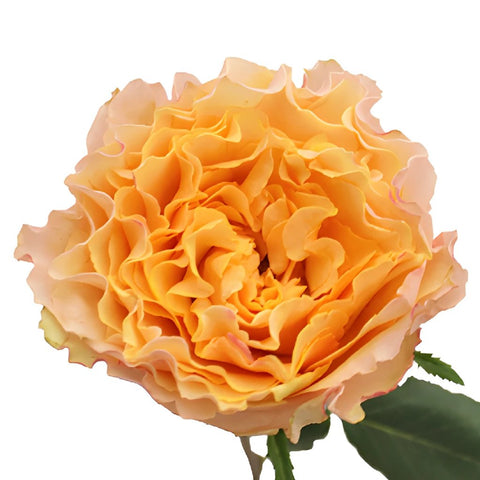 Orange Cream Ruffles Garden Rose Stem