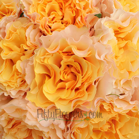 Orange Cream Ruffles Garden Roses up close