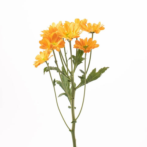 Orange Daisy Flower Single Stem