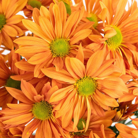 Sherbet Orange Daisy Flower