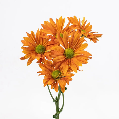Orange Daisy Flower Stem