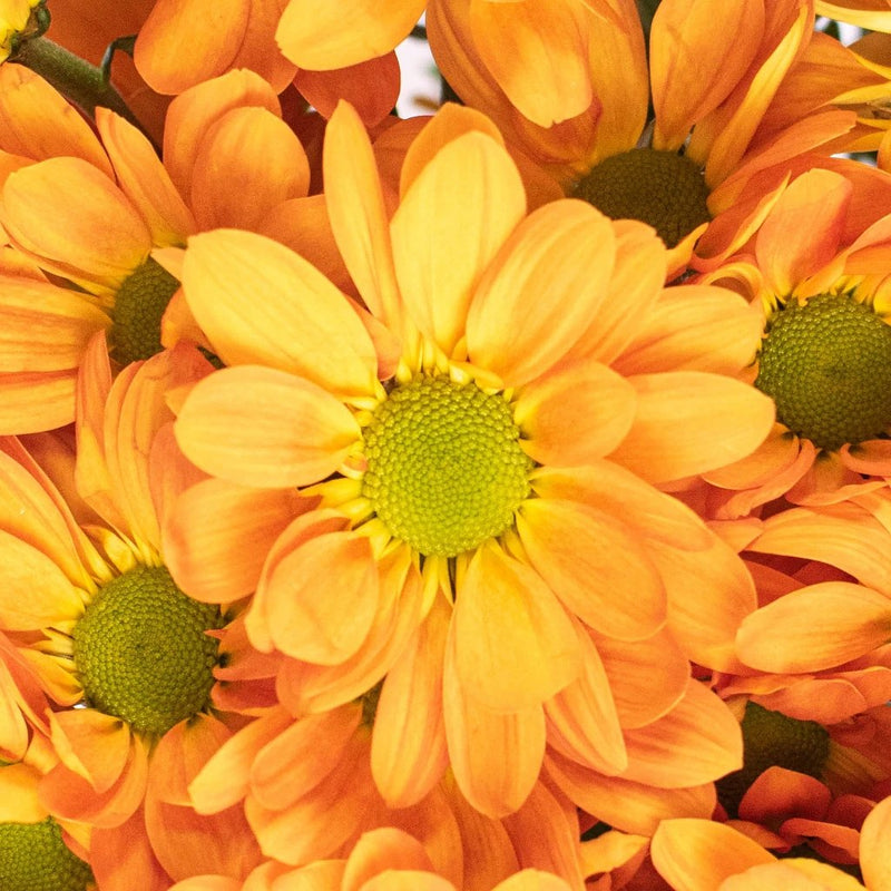 Orange Daisy Flower Up Close