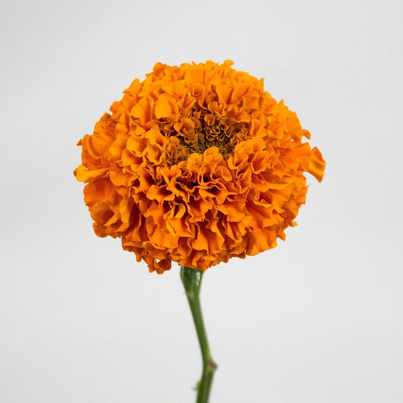 Orange Marigold Flower Stem