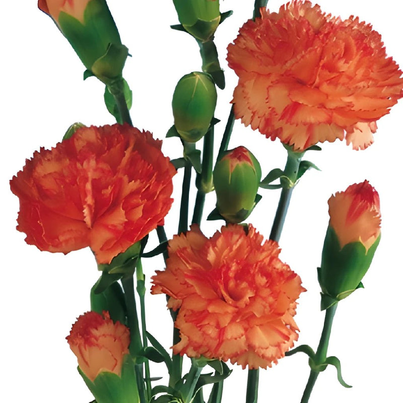 Orange Mini Carnation Flowers Up Close