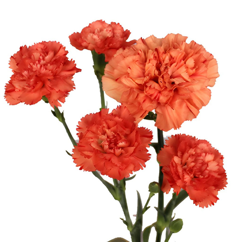 Orange Mini Carnation Flowers Stem