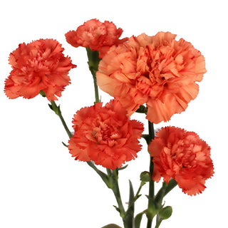 Buy Wholesale Orange Mini Carnation Flowers in Bulk - FiftyFlowers