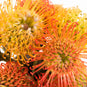 Orange Pin Cushion Flower Up Close