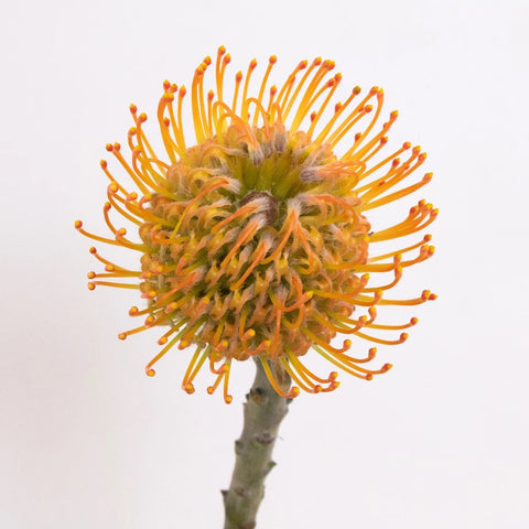 Orange Pin Cushion Flower Stem