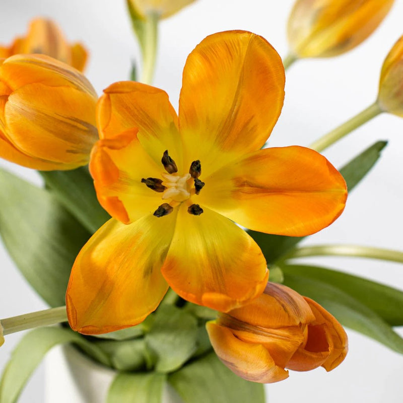 Orange with Purple Standard Tulip Wholesale Flower Up Close