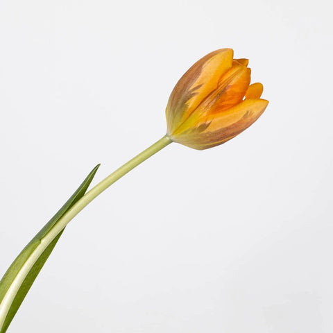 Orange Purple Tulip Flower Stem