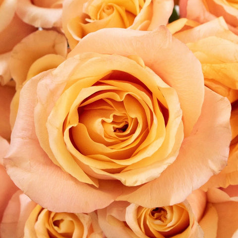 Orange Rose Flower Up Close